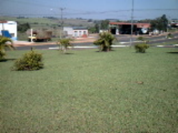 FAÇA SEU GRAMADO OU CAMPO DE FUTEBOL C/ SEMENTES C/ BAIXO CUSTO