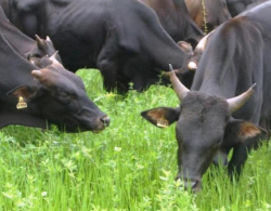 SEMENTES DE ESTILOSANTES CAMPO GRANDE